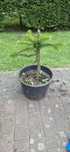Araukaria chilijska - Araucaria araucana
