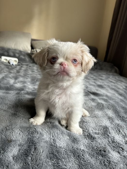 Цуценята пікінеси