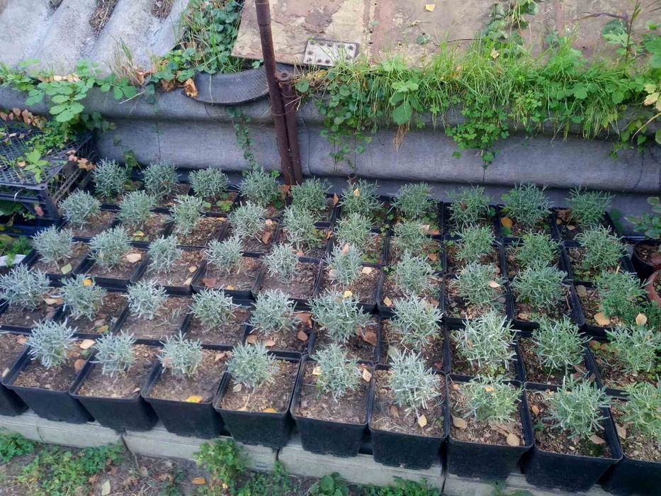 Лаванда для лавандового поля. Кизильник цельнокрайний.Чабрец кустовой.