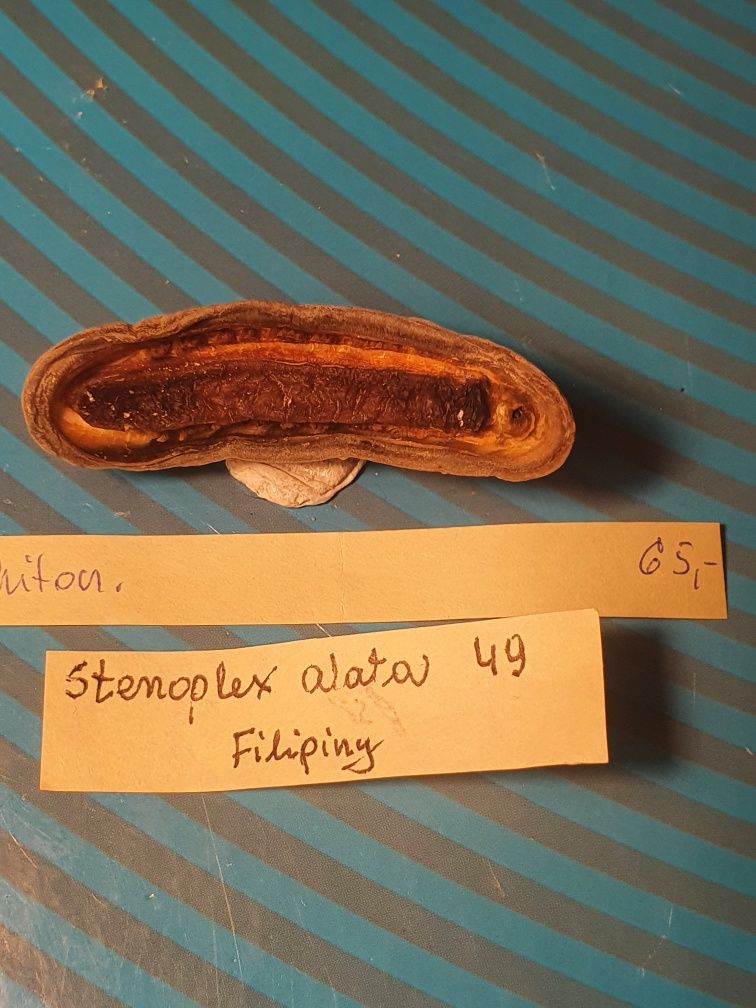 Chiton Stenoplex alata