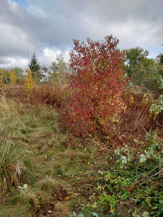 Koszenie traw,wycinki,glebogryzarki