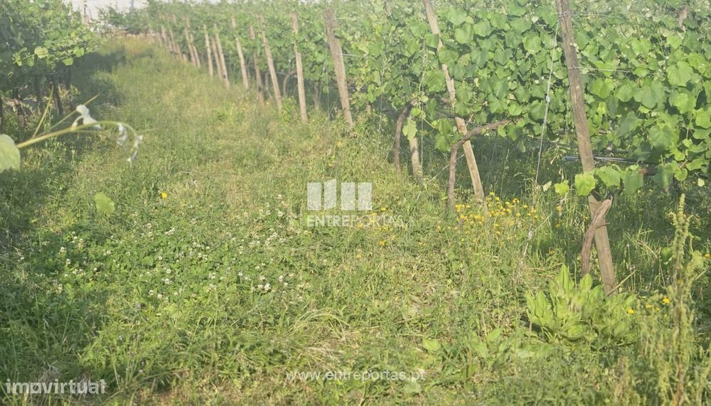 Terreno de construção para venda, Mazedo, Monção