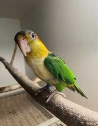 Очень красивые попугаи Каик