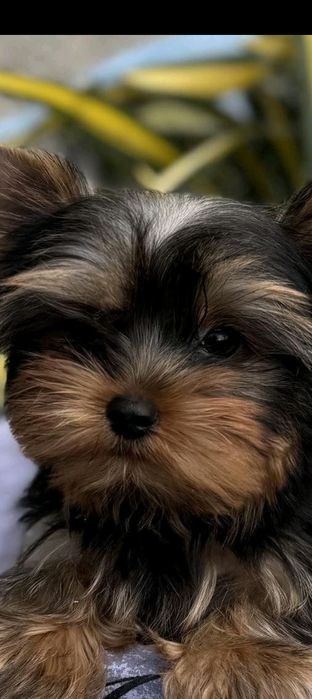 Йорки є і міні чистокровні