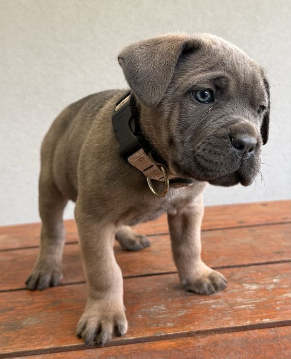 Suczka cane corso z rodowodem