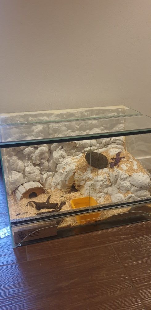 Terrarium terarium dla gekona węża jaszczurki
