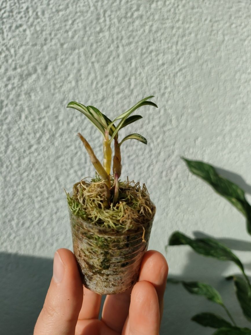 Dendrobium moniliforme kouga, ароматний мініатюрний, варієгатний дендр