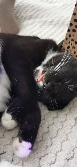 Ropuszka - mała grzeczna kotka do adopcji! Ur. 05-2025