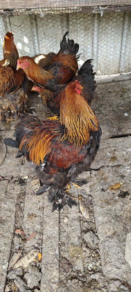 Galos Brahma perdiz.