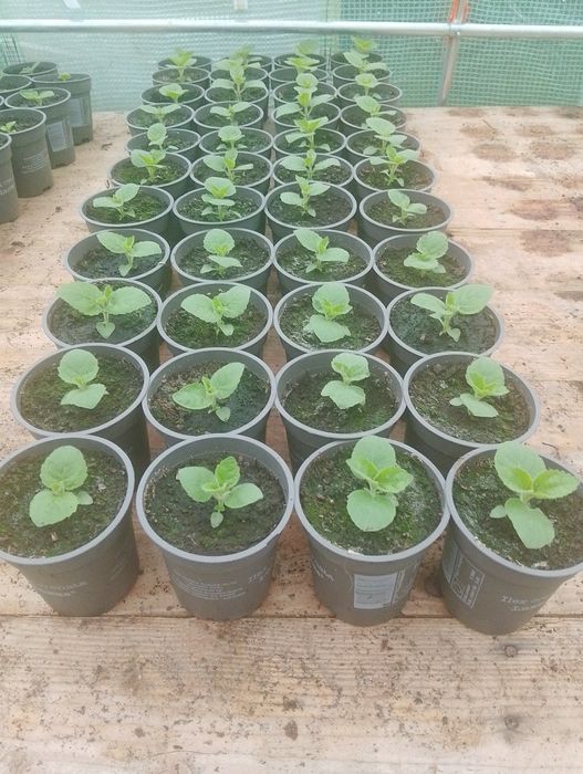 Paulownia oxytree drzewo tlenowe wysyłka +gratis wakacyjna promocja