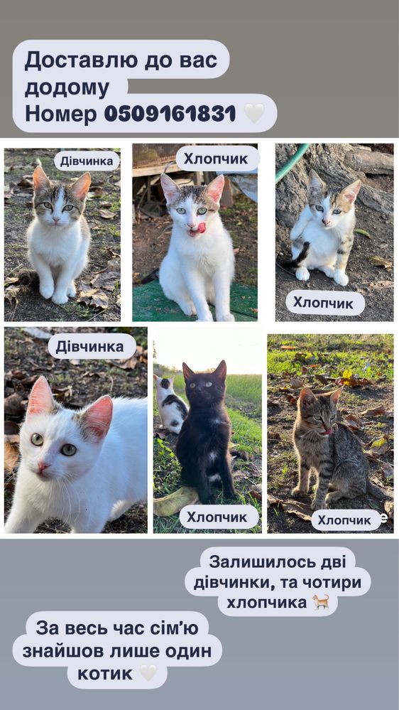 Віддам котенят в добрі руки