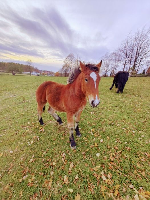 Koń ogierek zimnokrwisty