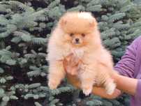 Szpic miniaturowy pomeranian piesek w typie misia