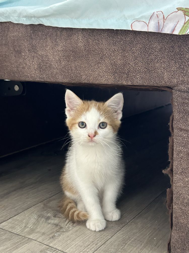 Котик