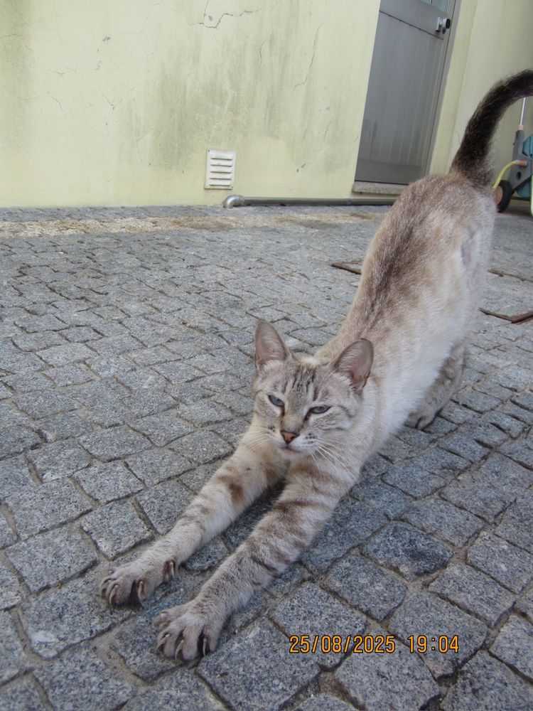 Gatinha para adoção
