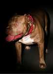 American Bully XL reproduktor ABKC