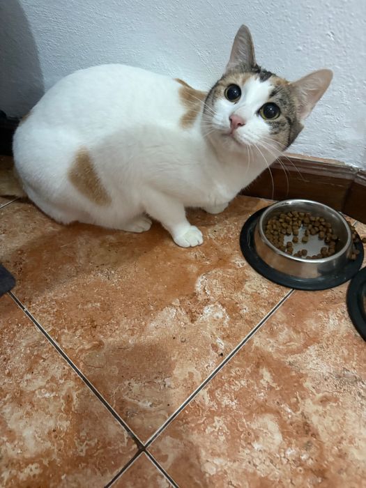 Dou gata muito meiga