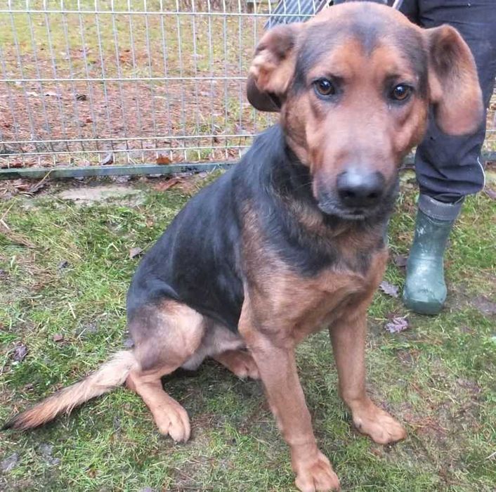 Gnom pies duży,czarny podpalany,miły do adopcji