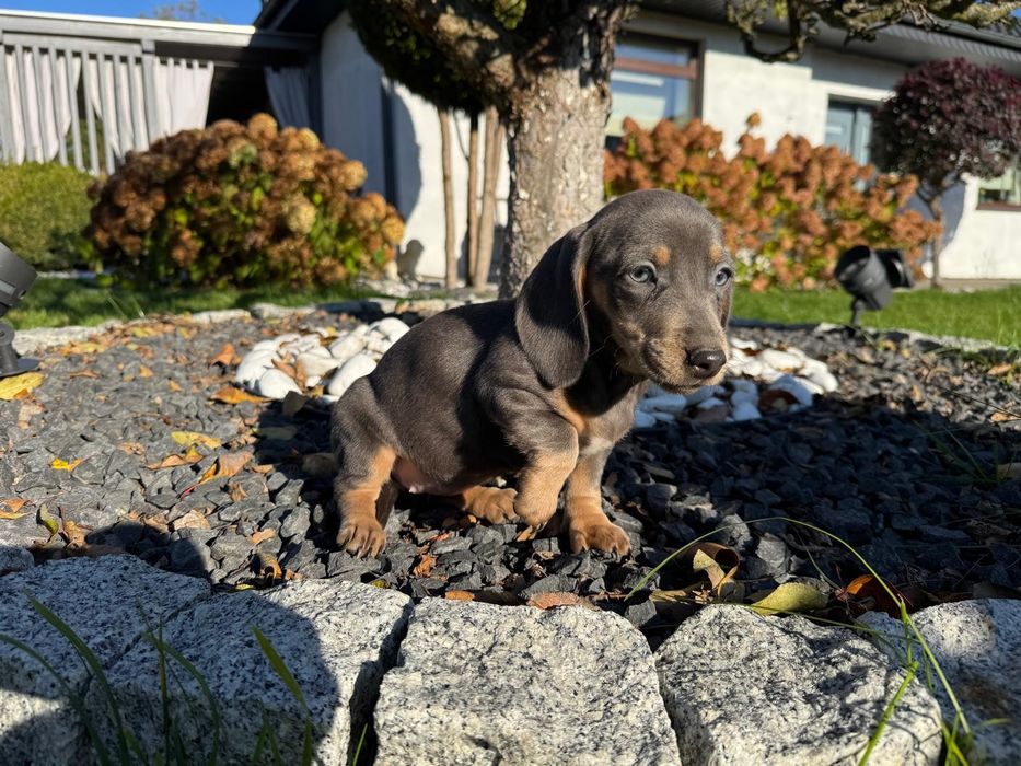 jamnik miniaturowy suczka blue