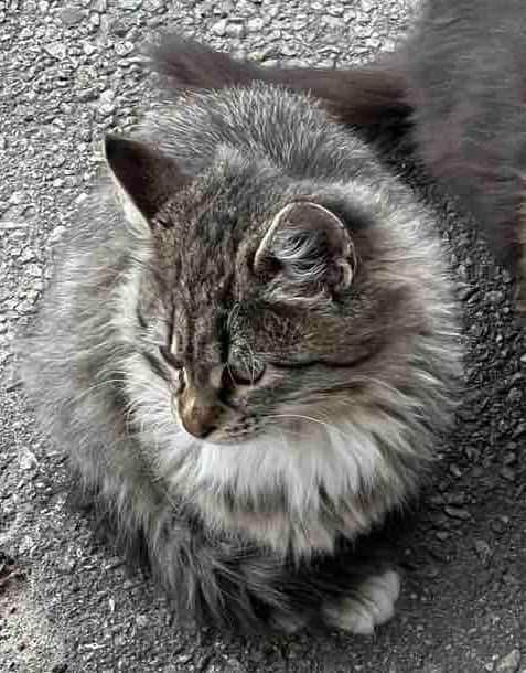 Шикарний красень котик підліток