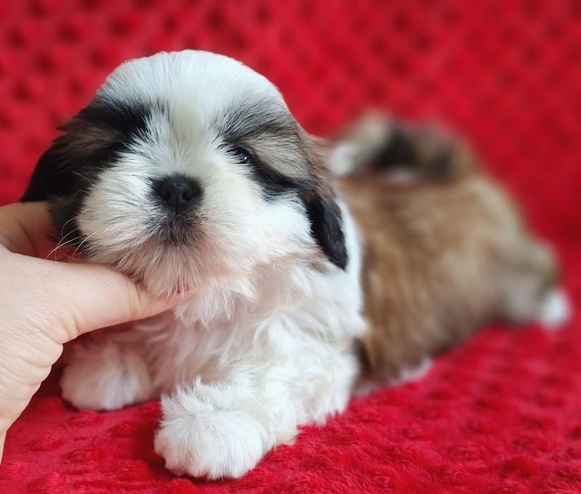 Śliczny, wesoły maluch Shih Tzu z rodowodem