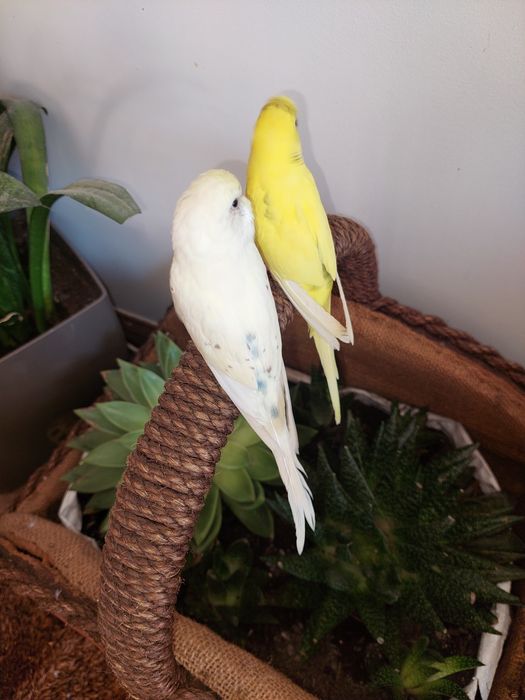 Periquitos Domesticados