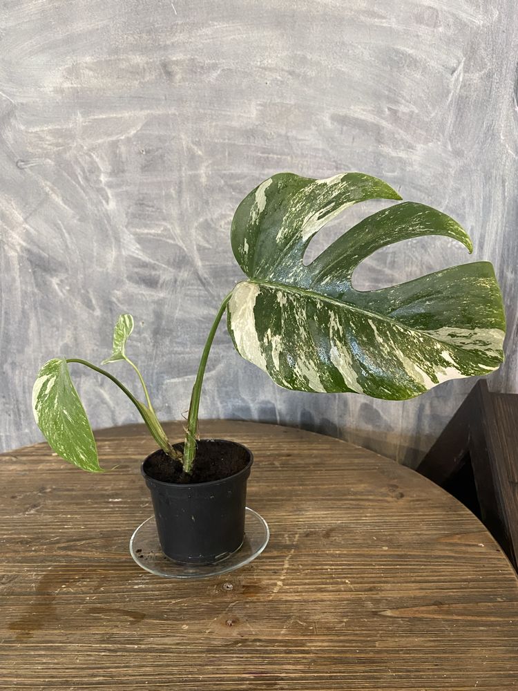 Monstera veregiata 3 liscie