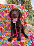 Labrador retriever czekoladowa suczka Zkwp Fci