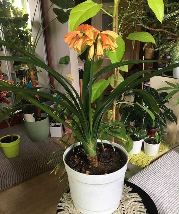 kliwia nobilis kolekcjonerska