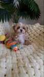Чудова дівчинка Maltipoo мікро