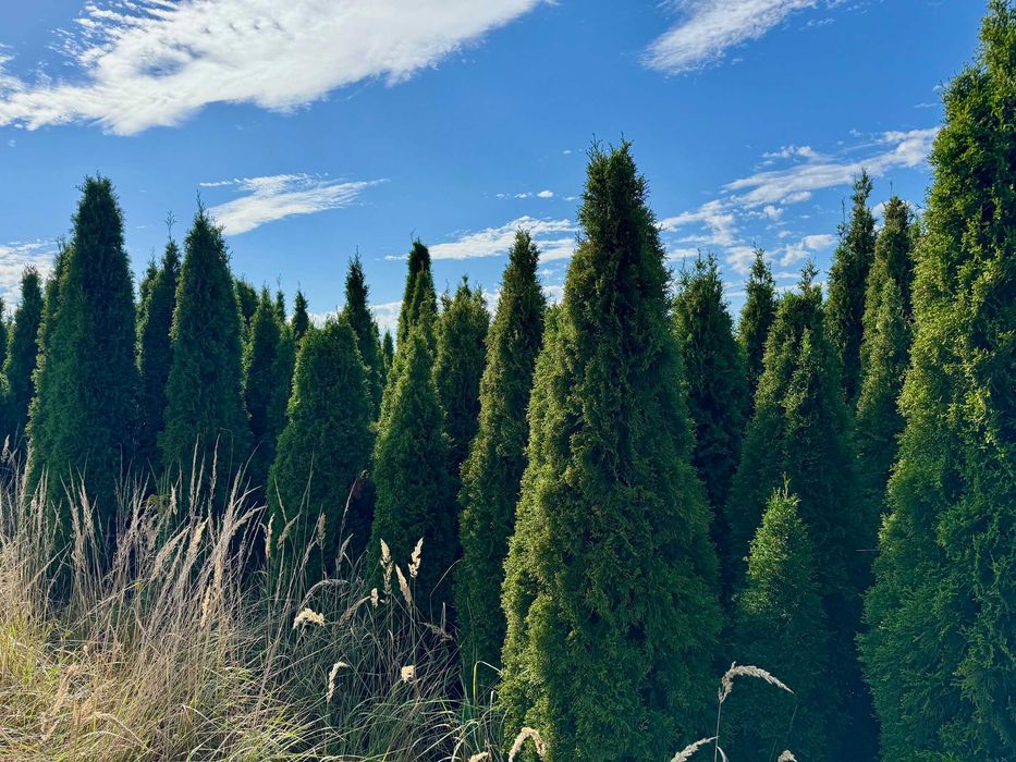 Tuje szmaragd plantacja - sprzedam całość lub część