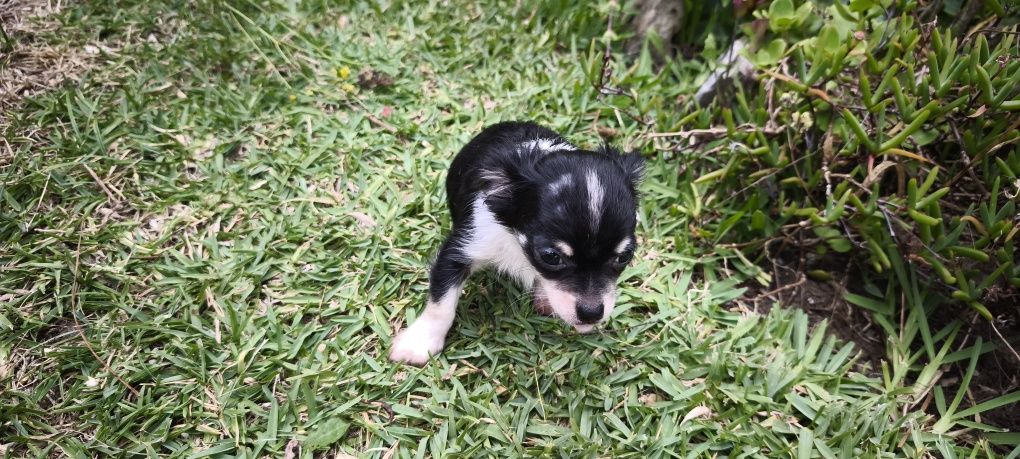 Chihuahua disponível para entrega imediata