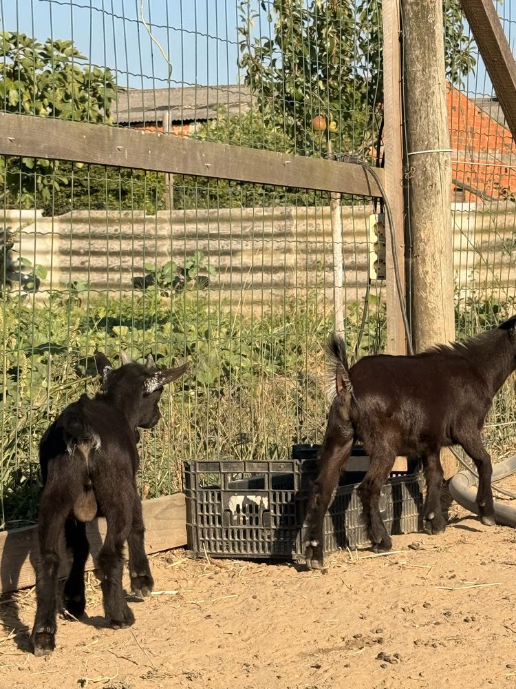Casais Cabras anas