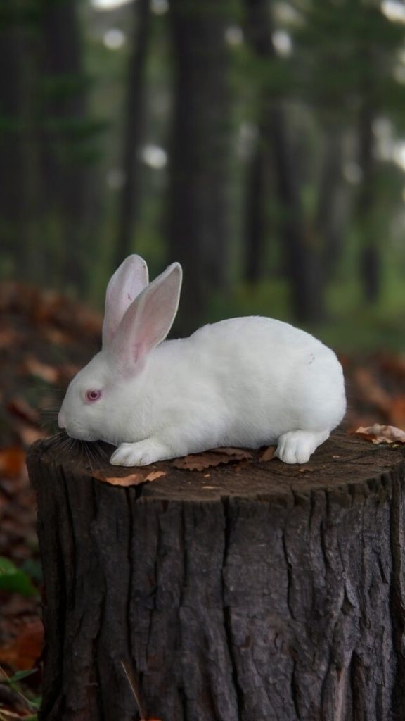 Кролик Термонський білий
