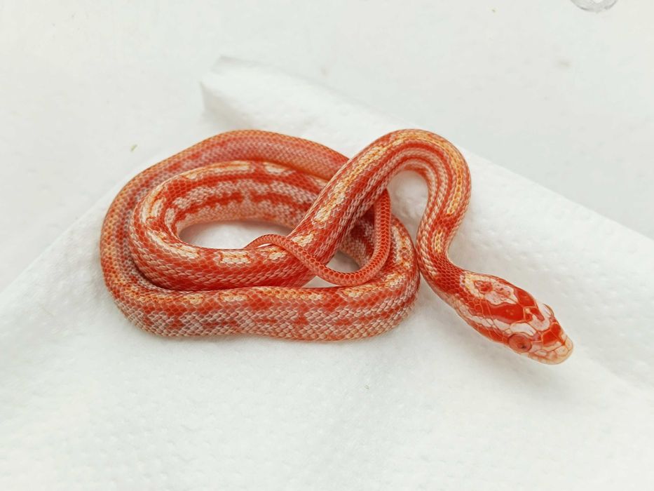 Wąż zbożowy / Amel Tessera Redfactor het anery ph. cinder / Samica