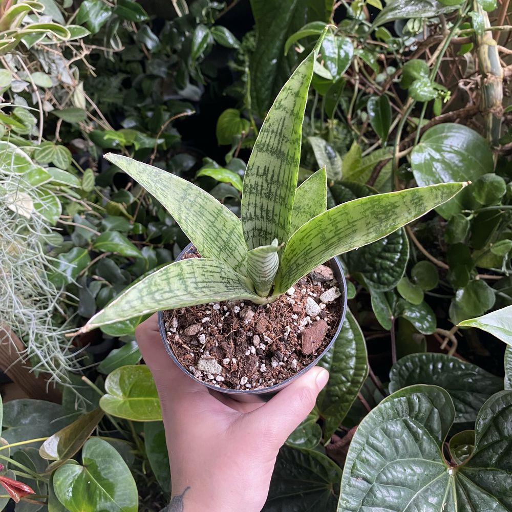 Сансевієрія Sansevieria everest