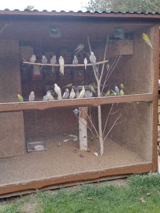 Sprzedam lub Zamienię papugi faliste na nimfy lub zeberki