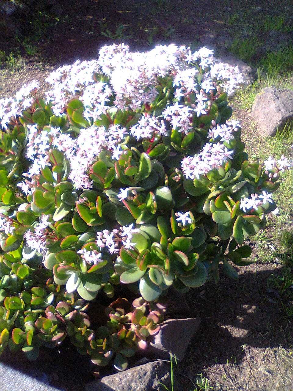 Planta de Jade - A planta da amizade