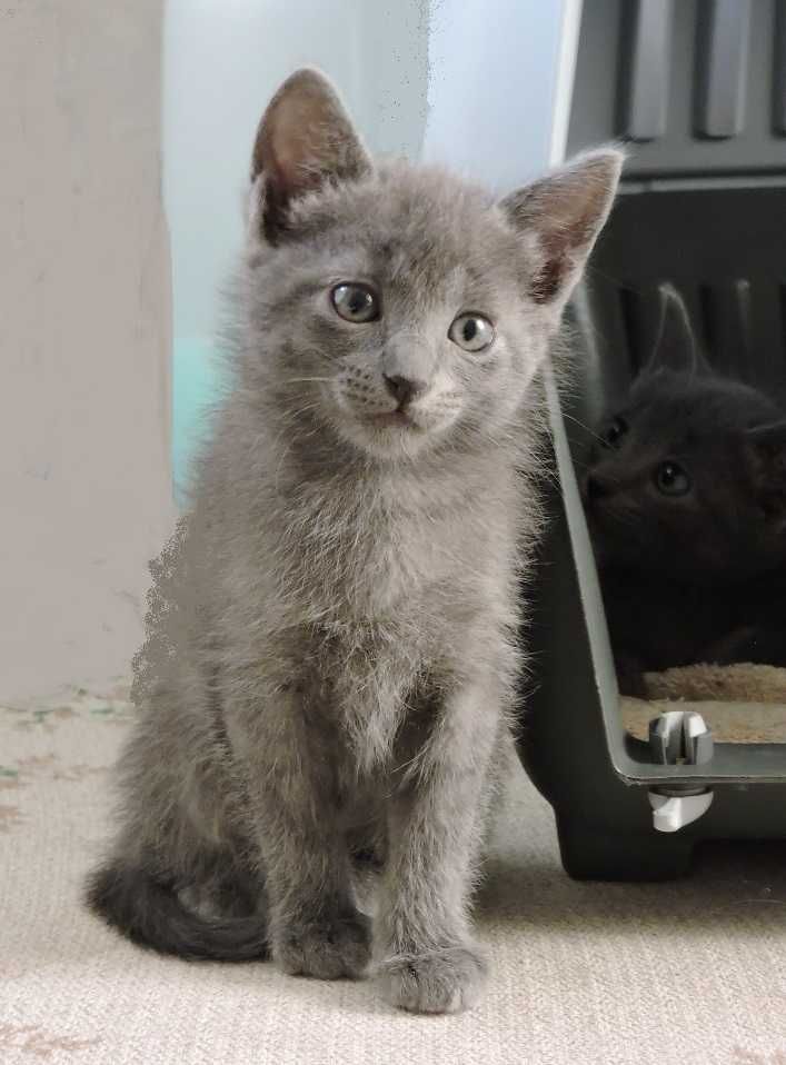 Linda gatinha Azul alegria e amor em casa
