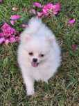 Pomeranian boo aktualne
