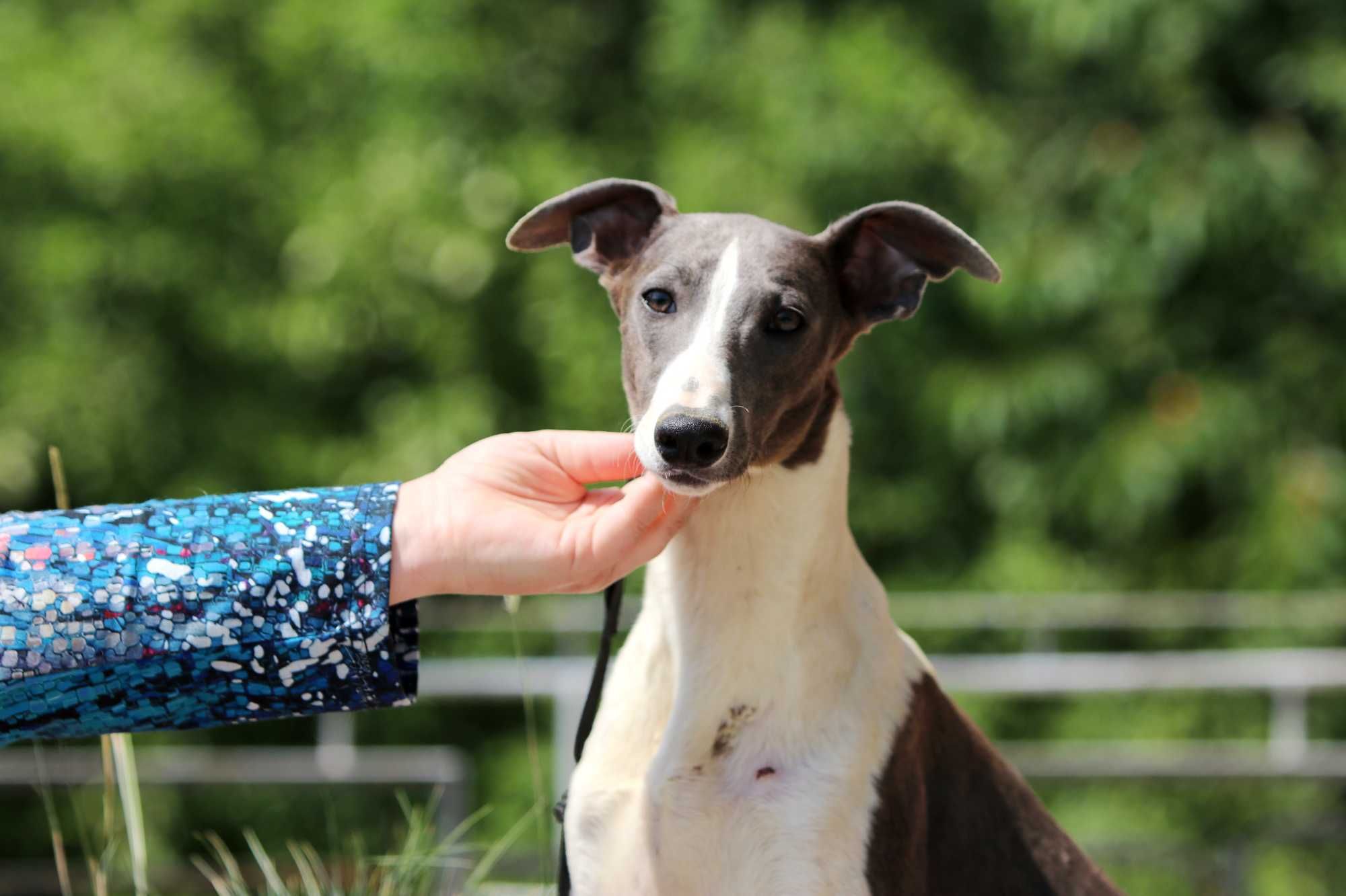 Whippet Chart Angielski, ZKwP/FCI, cudny ORFEUSZ wyjątkowej urody