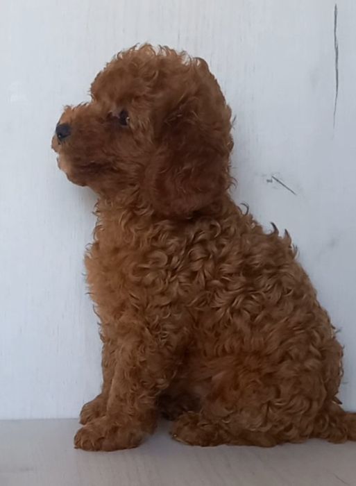 Кудряшки пуделяшки