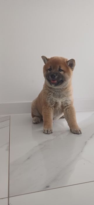 Piesek shiba inu