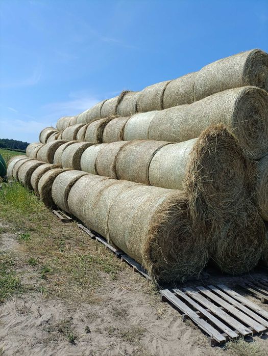 Sprzedam siano z tegorocznych zbiorów