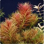Roślina do akwarium Limnophila Aromatica 10 cm kubek in vitro