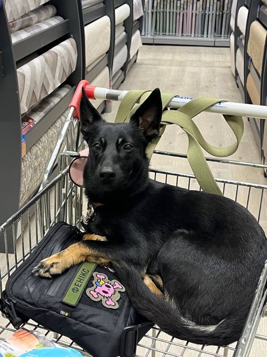 ПРОПАЛА СОБАКА! Допоможіть знайти нашу дівчинку!