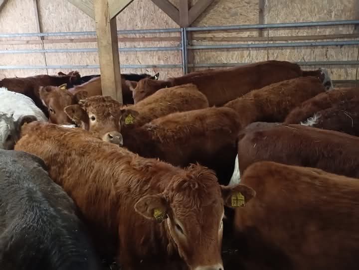 Jałówki miesne na opas