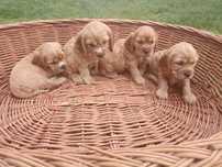 Piękne szczenie Cocer spaniel angelski