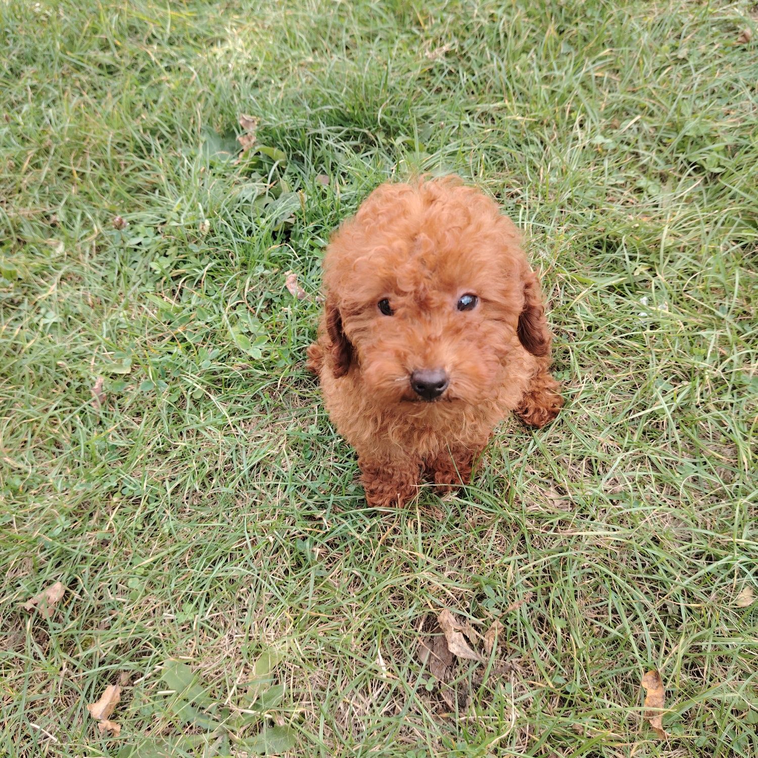 Pudel Toy miniatura