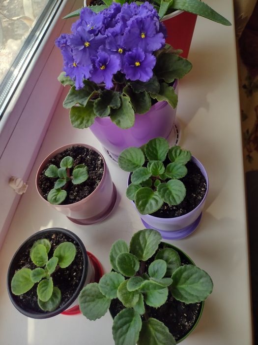 Пагони кімнатної  фіалки у горшечках